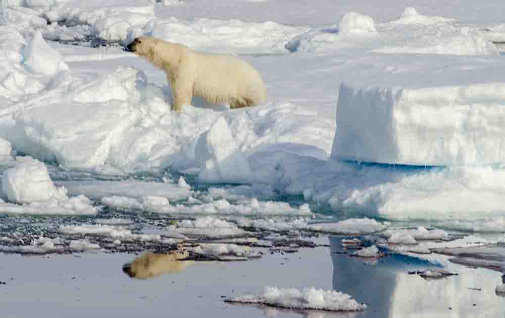 46 - Oso Polar - islas Svalbard - Noruega